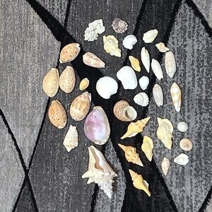 ASSORTED DECORATIVE SEASHELLS BUNDLE